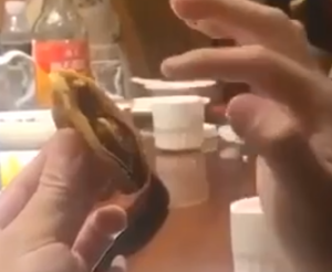 鲍鱼真是又好吃又好玩-PAY资源网-免费资源下载中心